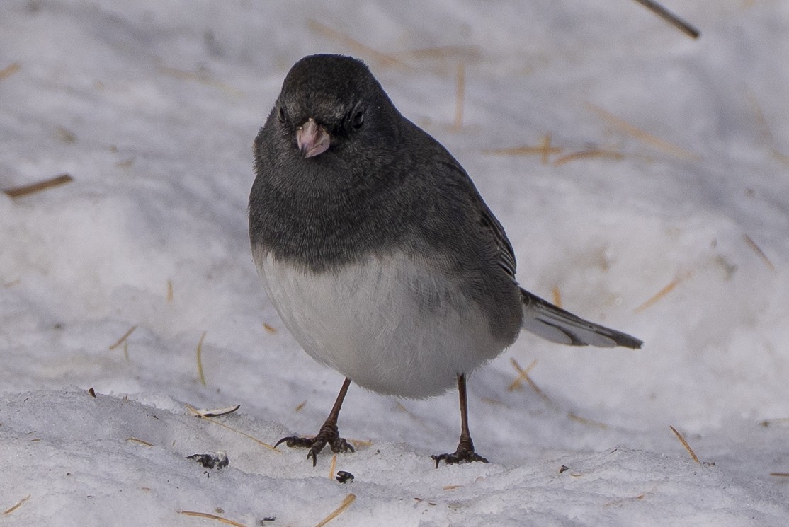Dark-eyed Junco - ML646812507