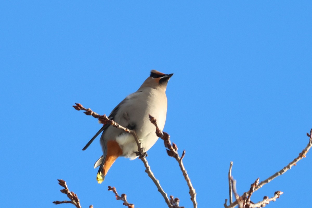 Bohemian Waxwing - ML646812510