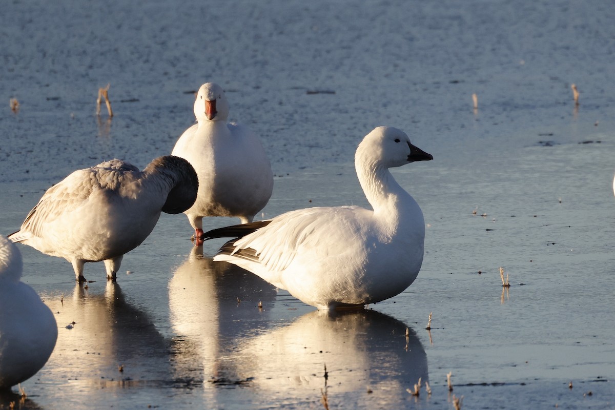 Белый гусь - ML646812511