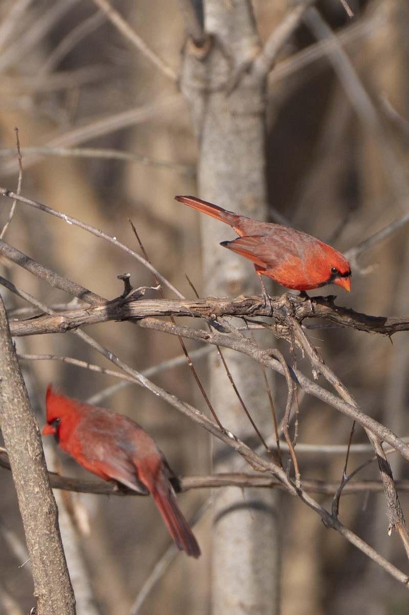 Northern Cardinal - ML646812513