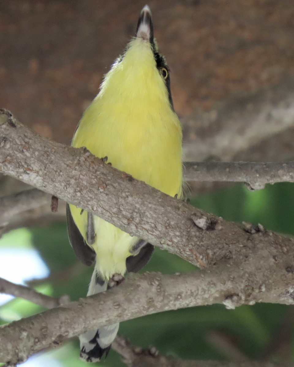 Common Tody-Flycatcher - ML646812516