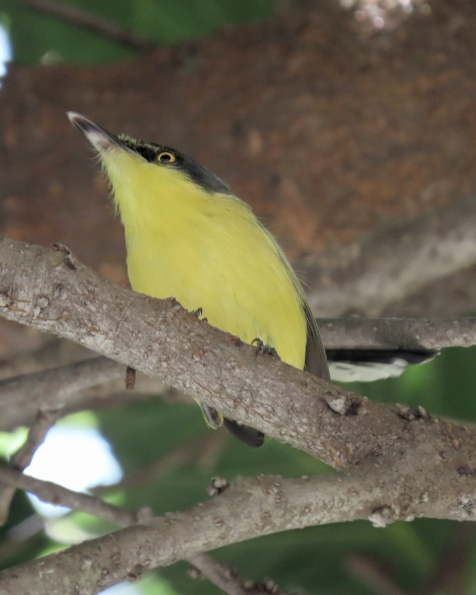 Common Tody-Flycatcher - ML646812517