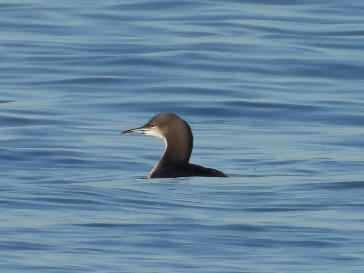 Pacific Loon - ML646812519