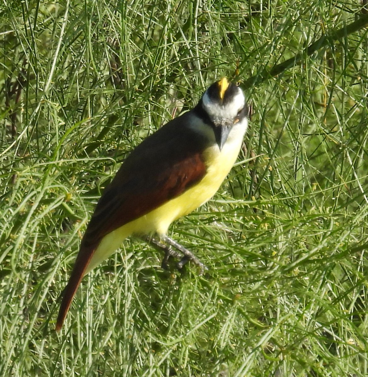 Пітанга велика - ML646812521