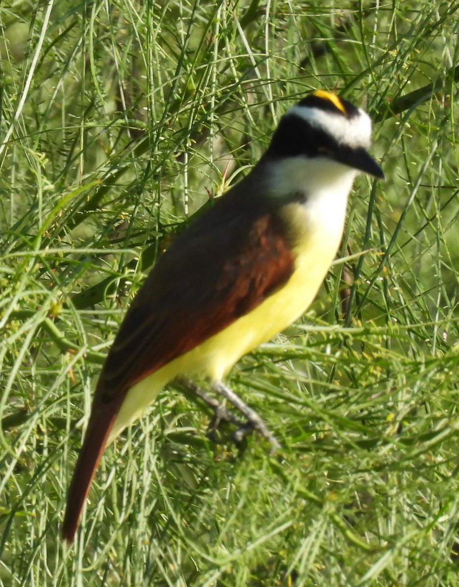 Пітанга велика - ML646812522