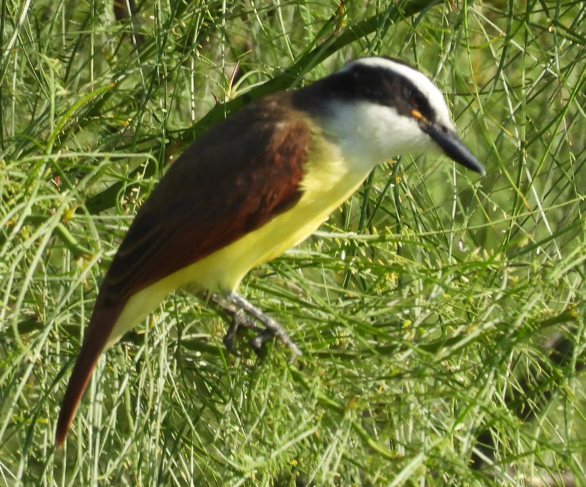 Пітанга велика - ML646812523