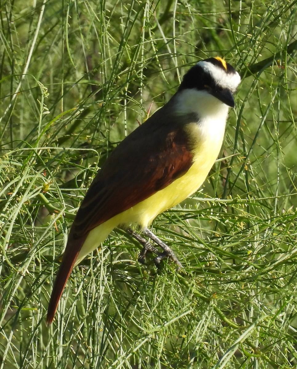 Пітанга велика - ML646812524