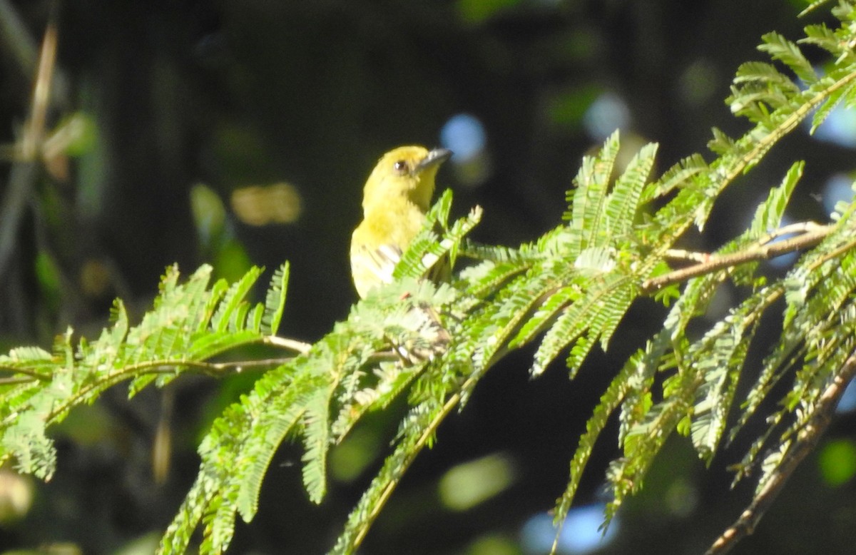 Grünkopf-Breitschnabeltyrann - ML646812525
