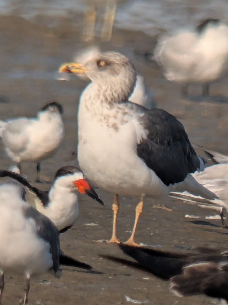 Heringsmöwe - ML646812527