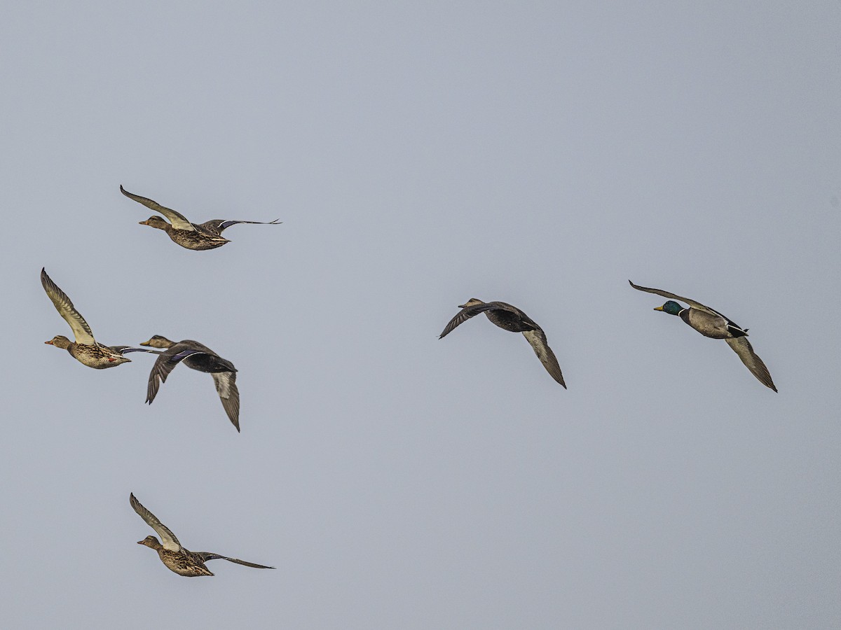 Basahatea - ML646812529