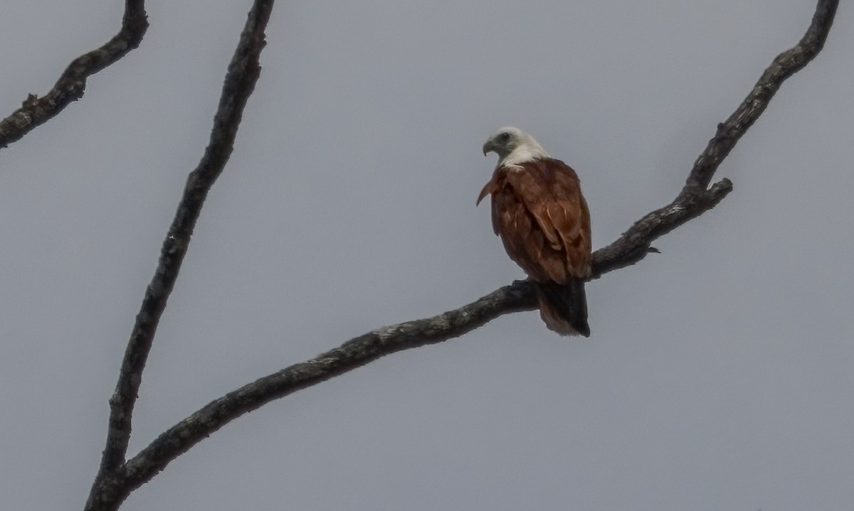Brahminy Kite - ML646812532