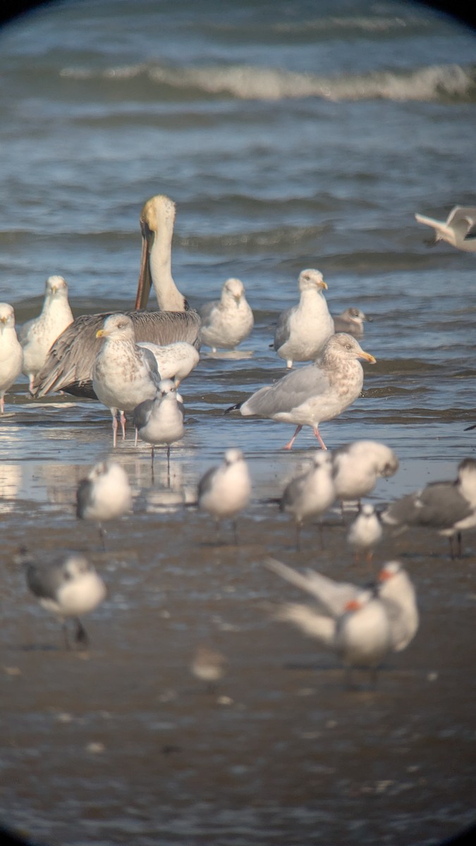 Kanadamöwe - ML646812533