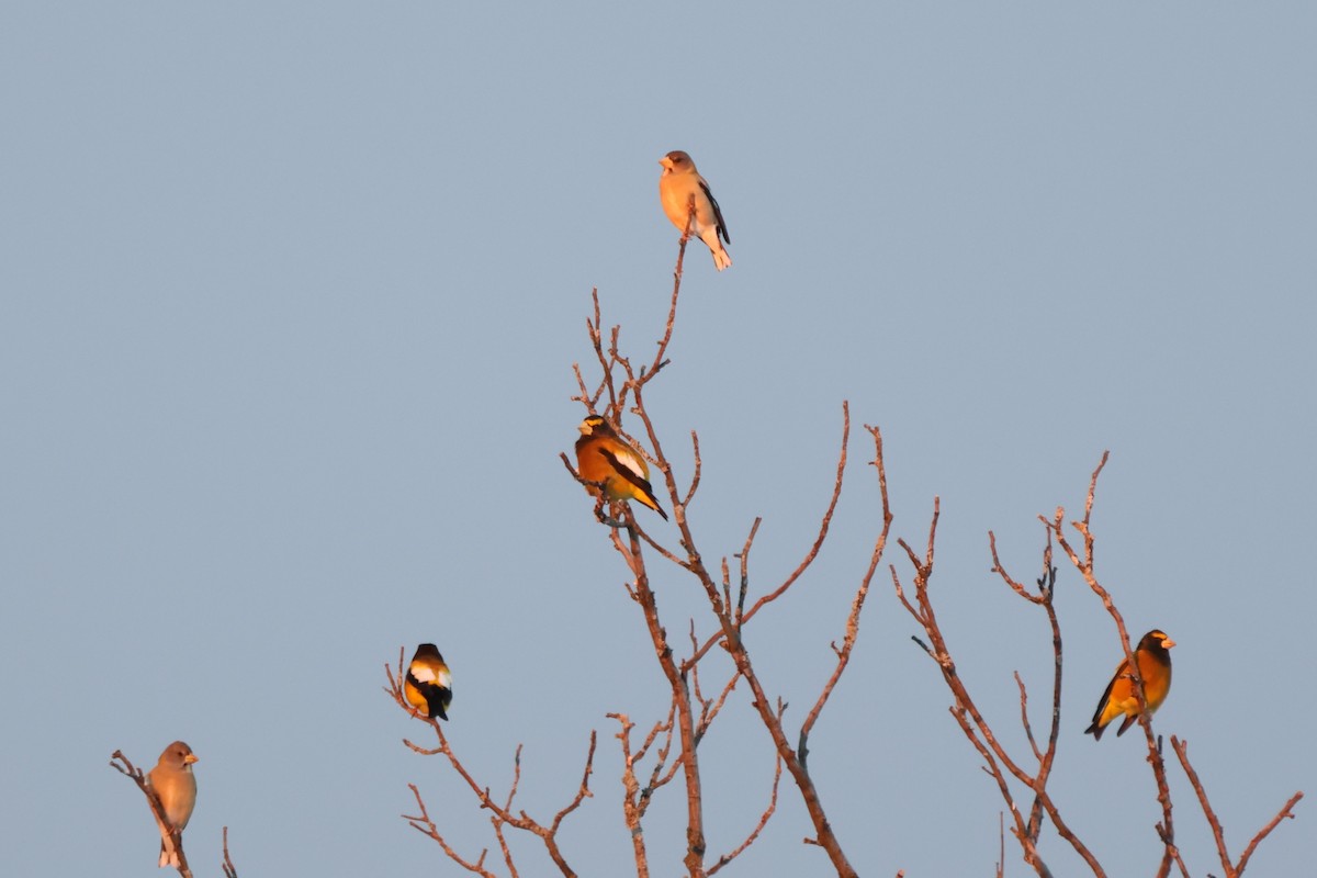 キビタイシメ - ML646812534