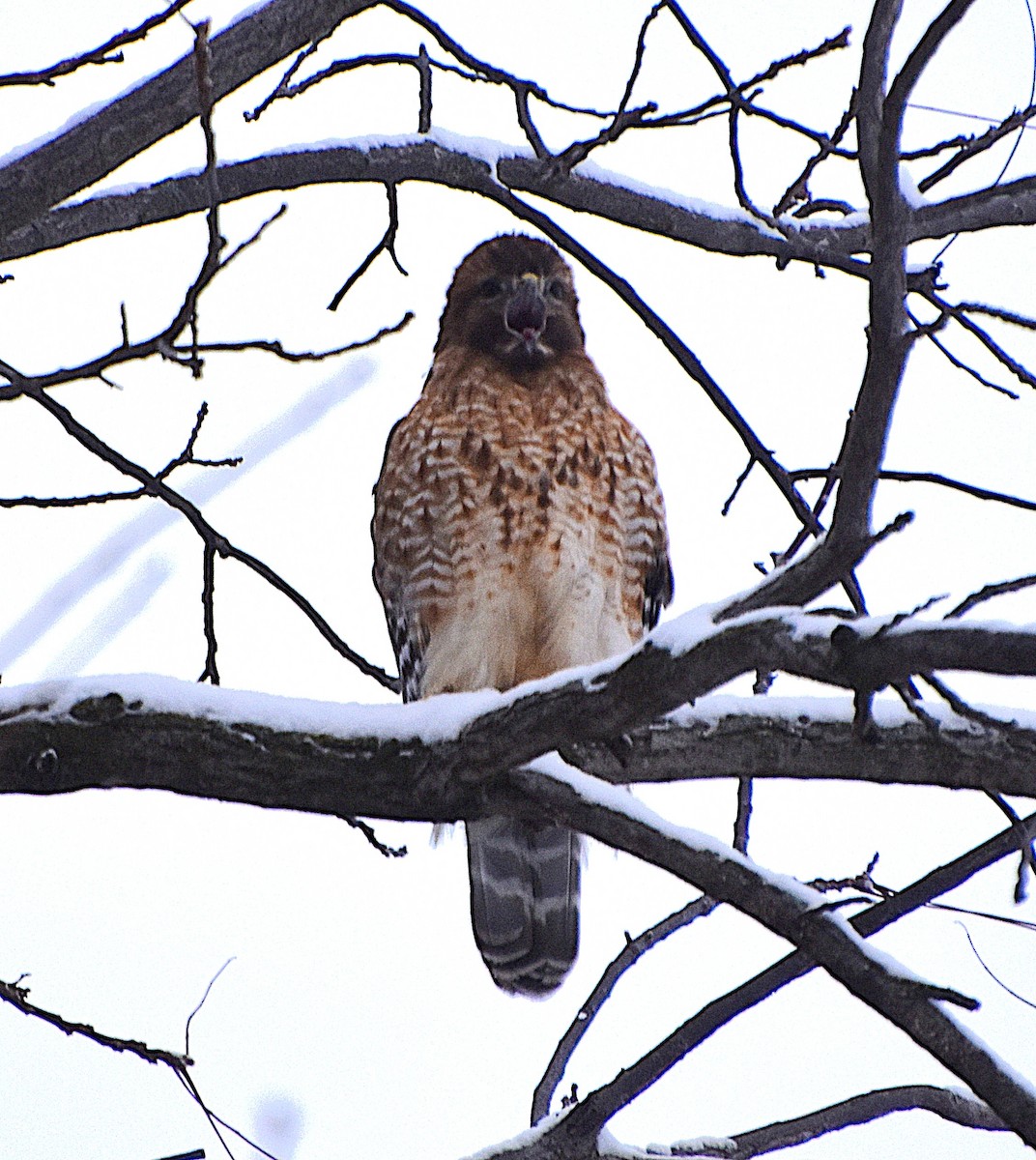 Red-shouldered Hawk - ML646812539