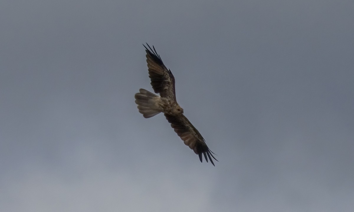 Whistling Kite - ML646812540