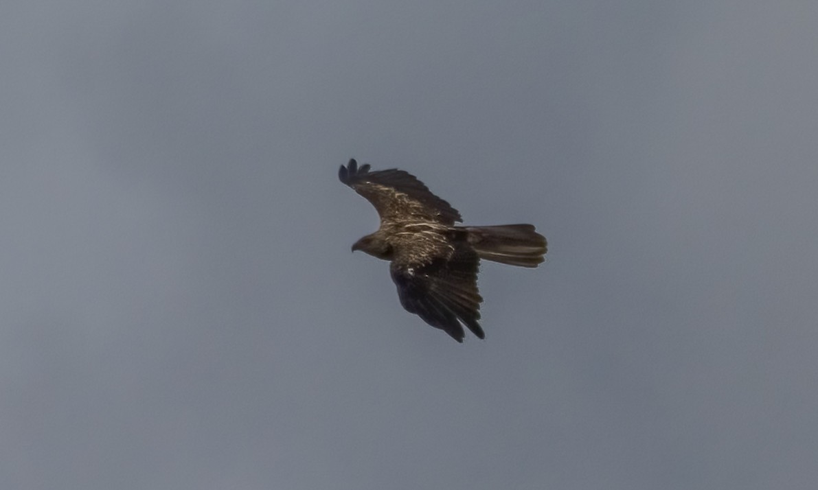 Whistling Kite - ML646812541