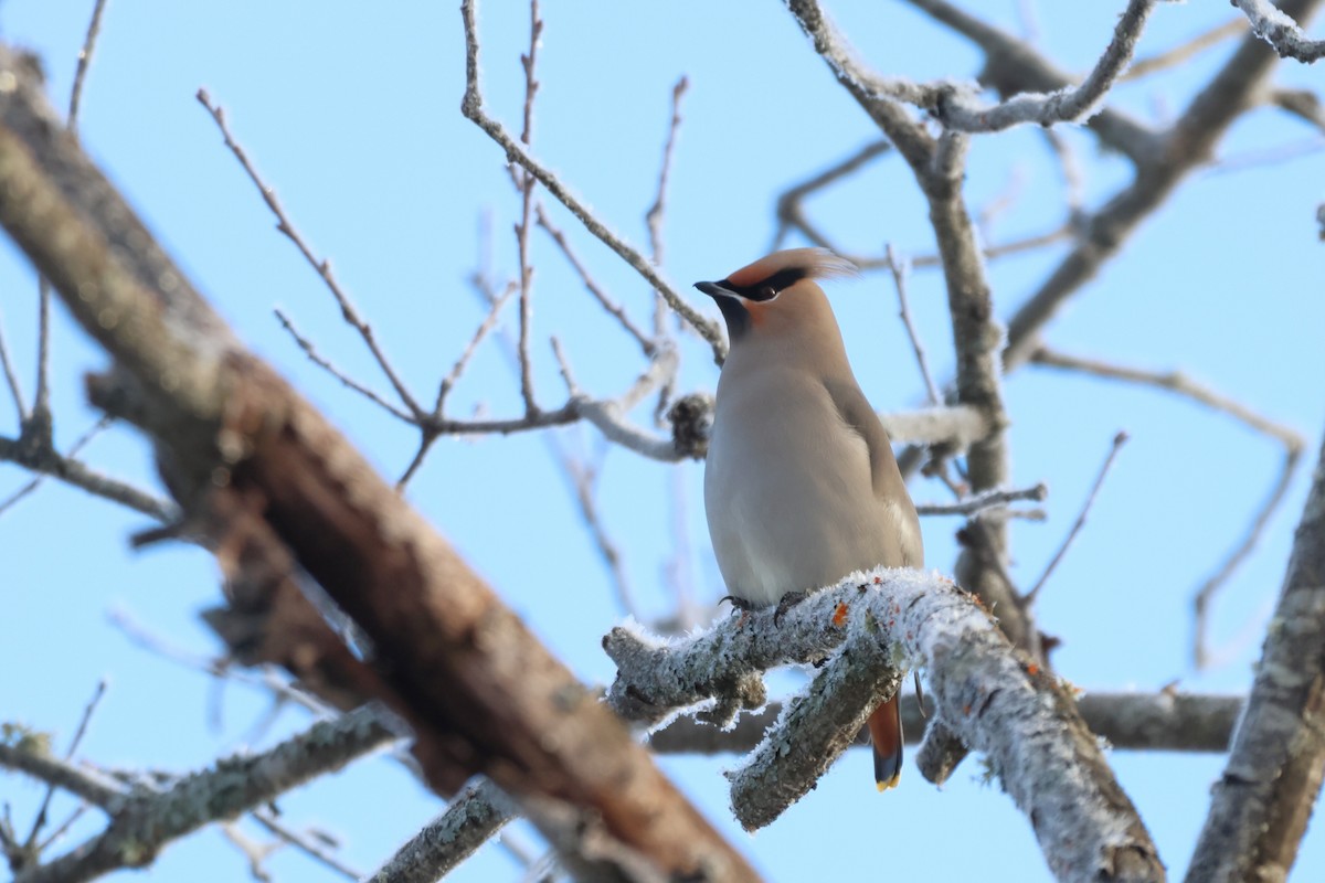 Bohemian Waxwing - ML646812542