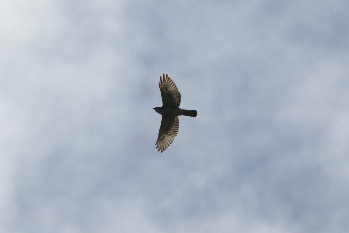 ハネビロノスリ - ML646812544