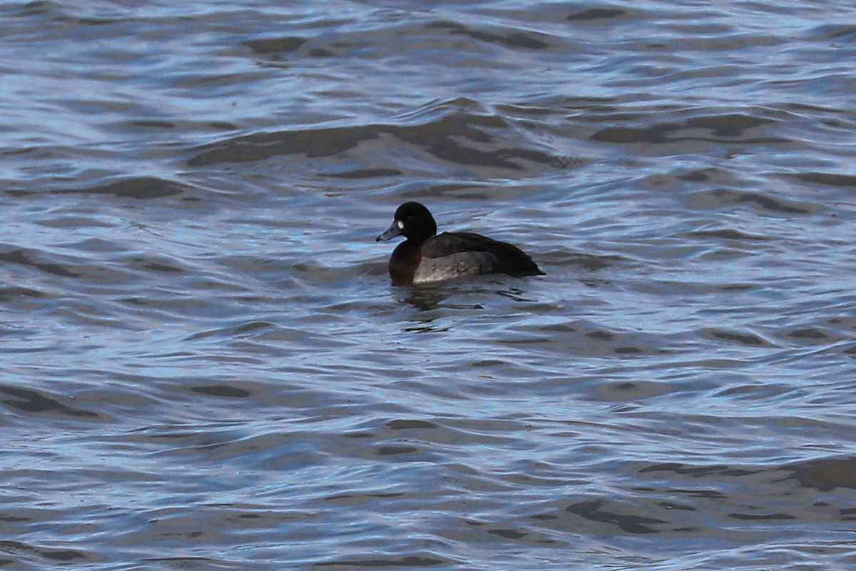 Морская чернеть - ML646812546