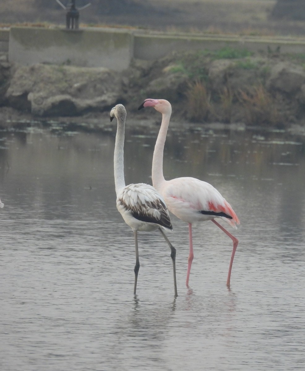 פלמינגו גדול - ML646812547