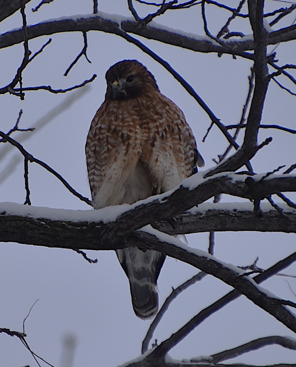 Red-shouldered Hawk - ML646812548