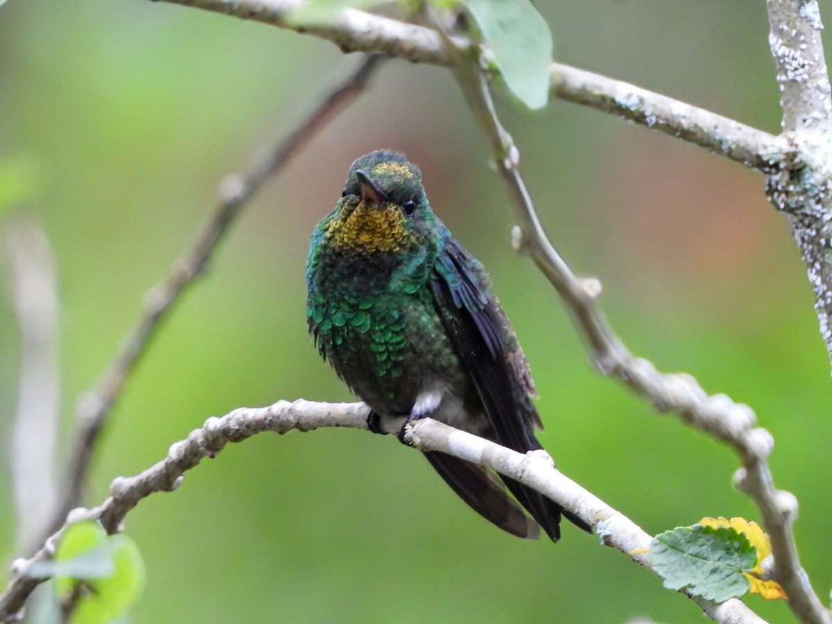 Coeligena sp. - ML646812549