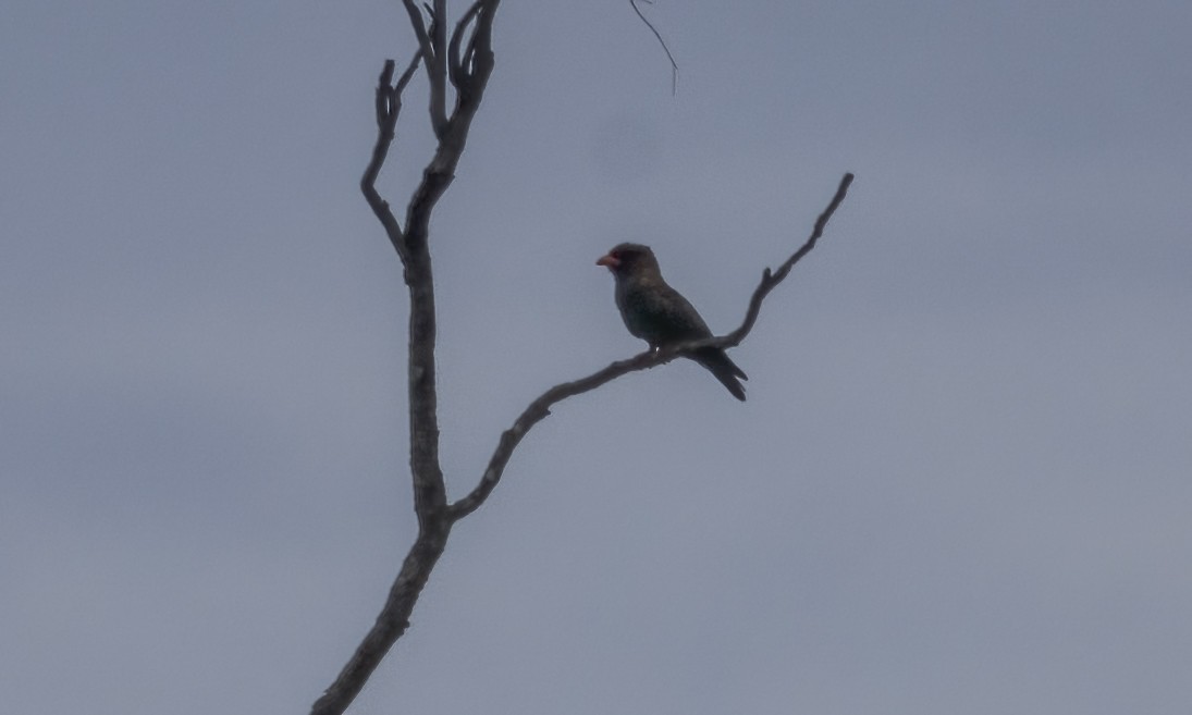 Dollarbird - ML646812552