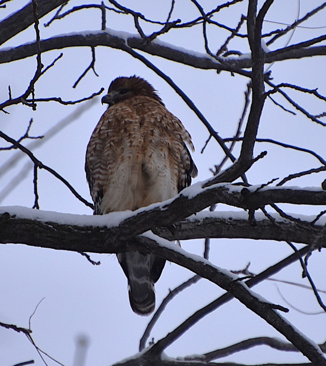 Red-shouldered Hawk - ML646812553