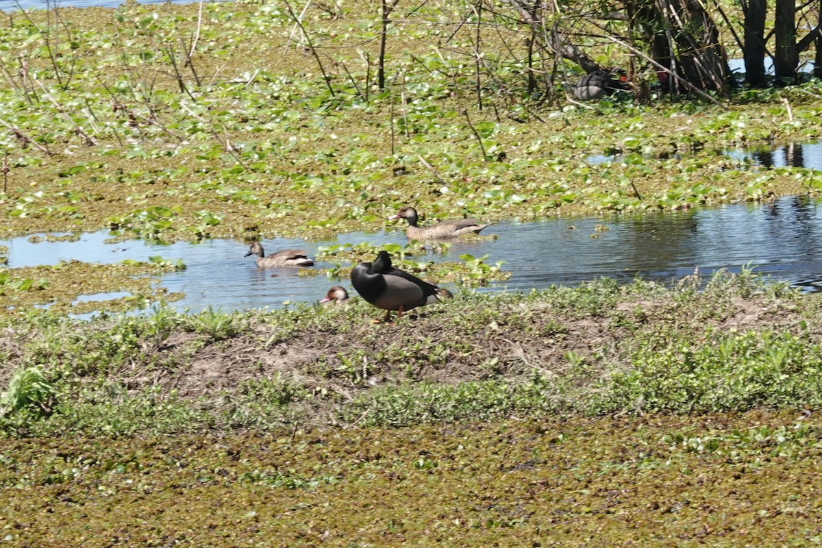 Brazilian Teal - ML646812554