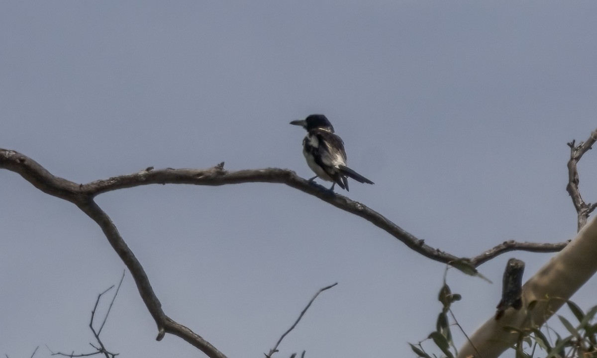 Pied Butcherbird - ML646812555