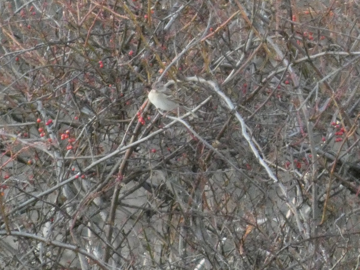 Field Sparrow - ML646812556