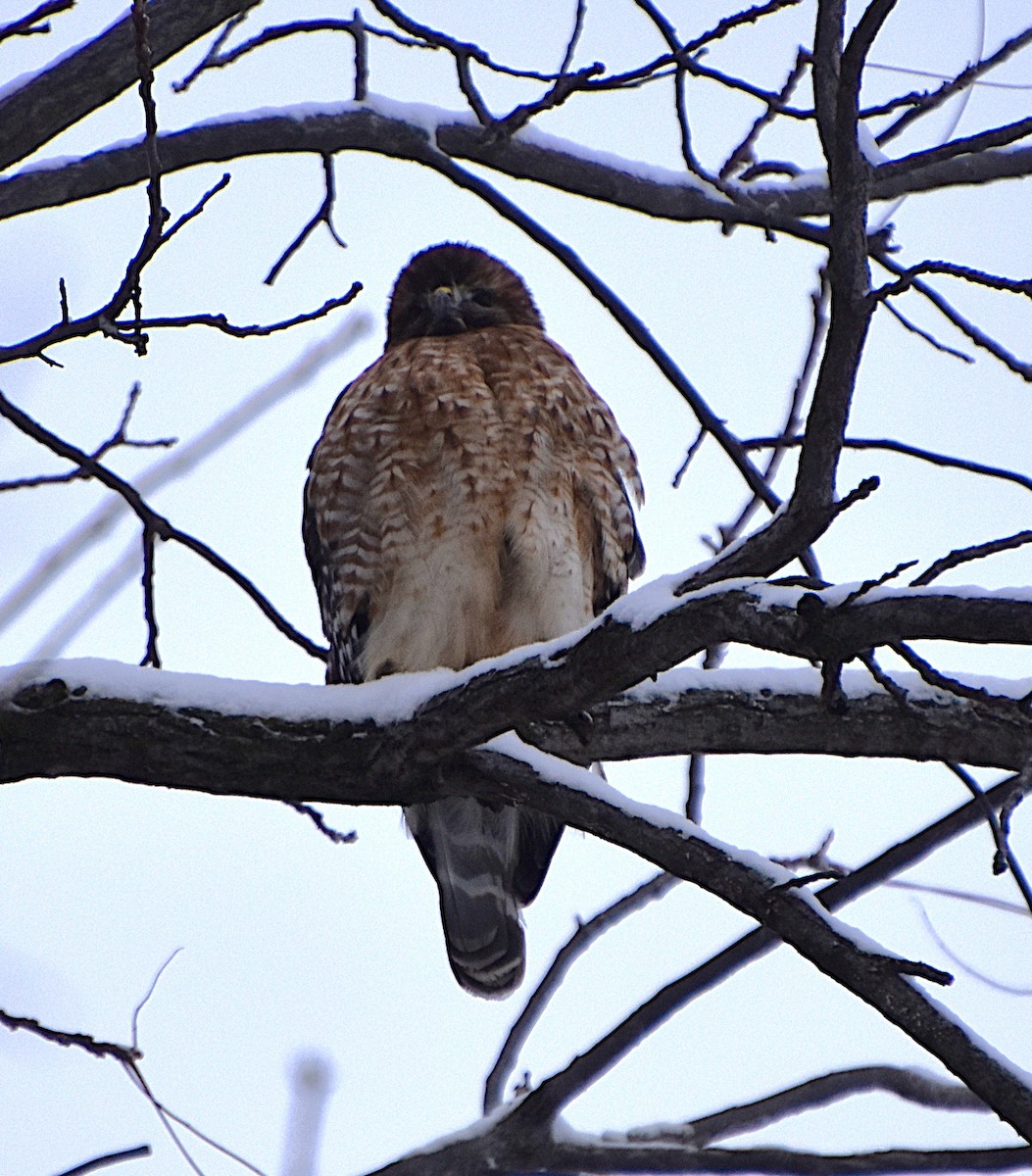 Red-shouldered Hawk - ML646812557