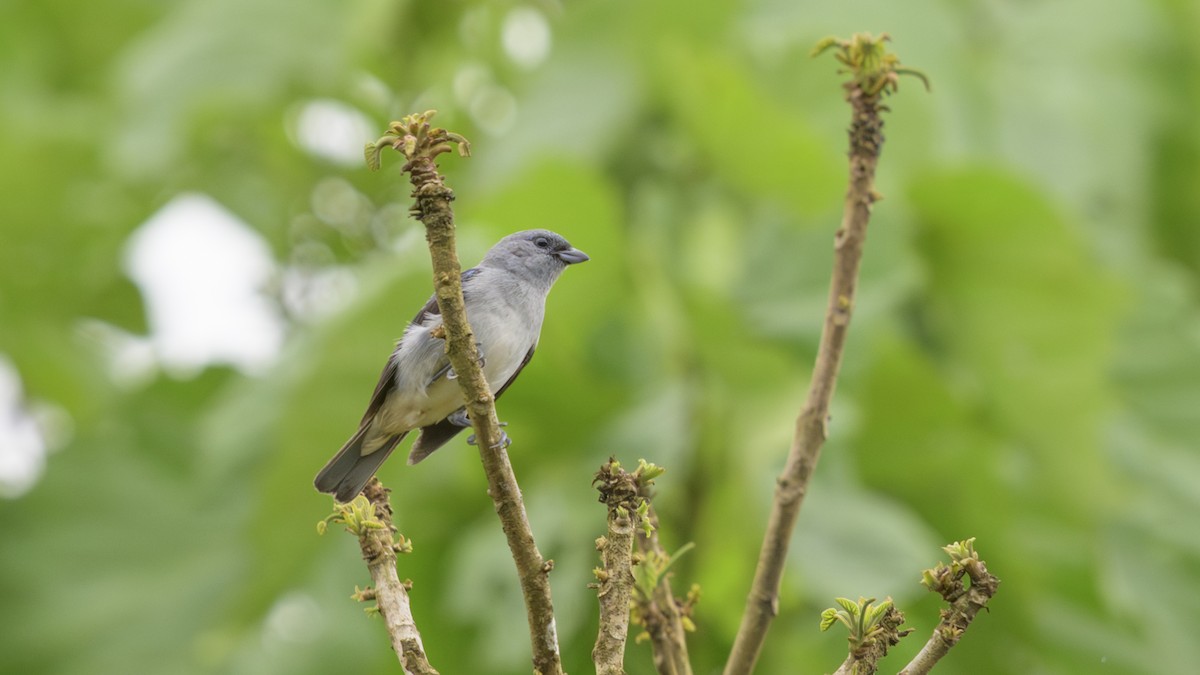 Düz Renkli Tangara - ML646812558