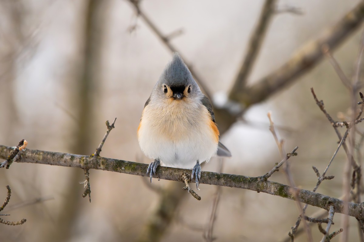Tufted Titmouse - ML646812560