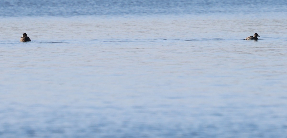 Malvasía Canela - ML646812563