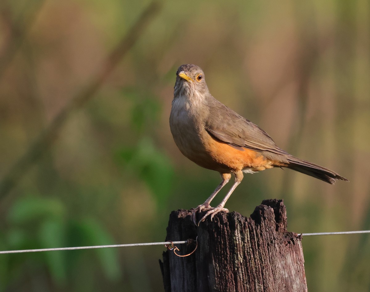Rufous-bellied Thrush - ML646812564
