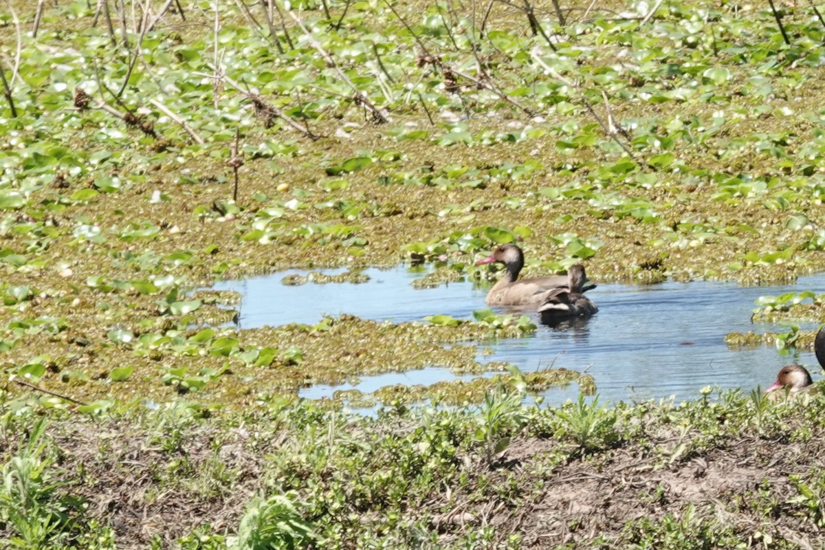 Brazilian Teal - ML646812566