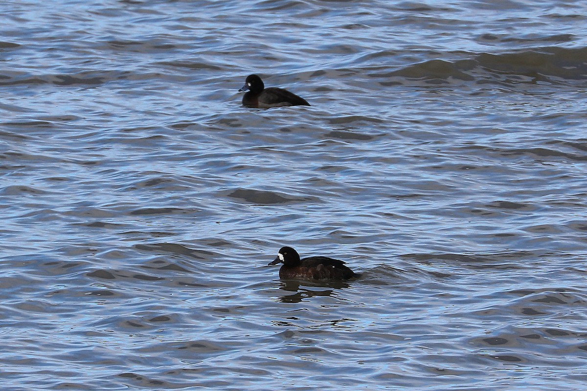 Морская чернеть - ML646812568