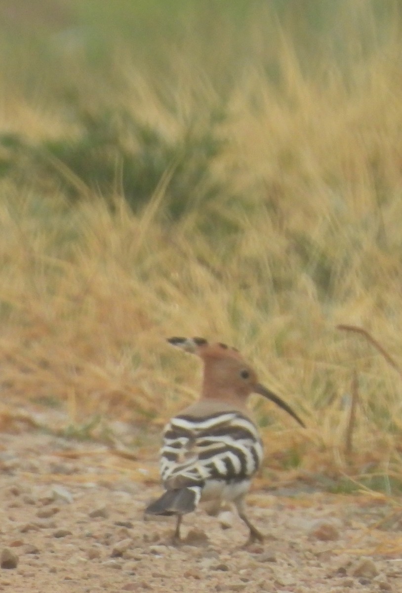 דוכיפת - ML646812569