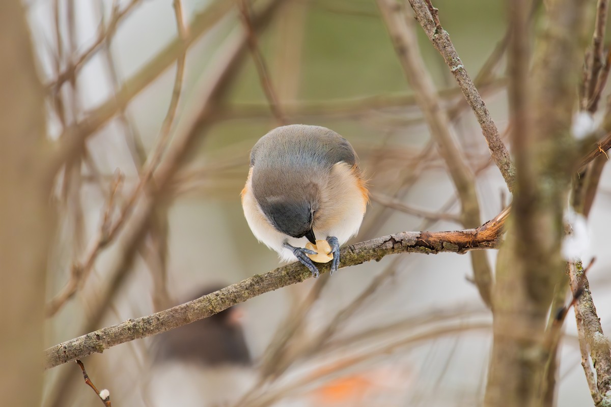 Tufted Titmouse - ML646812570