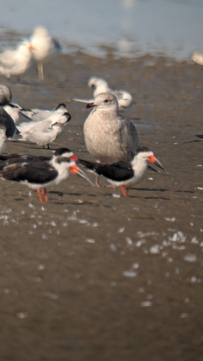 Amerikascherenschnabel - ML646812571