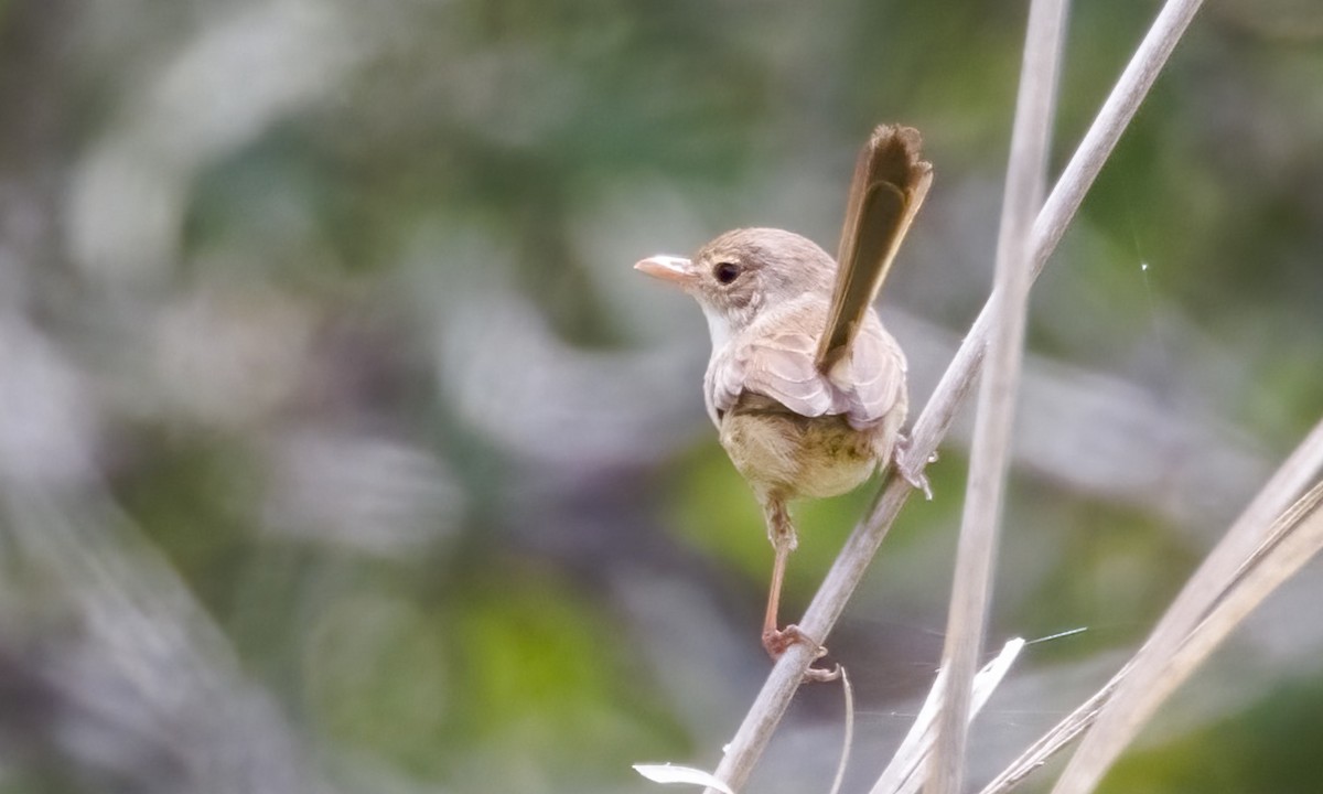 Red-backed Fairywren - ML646812574