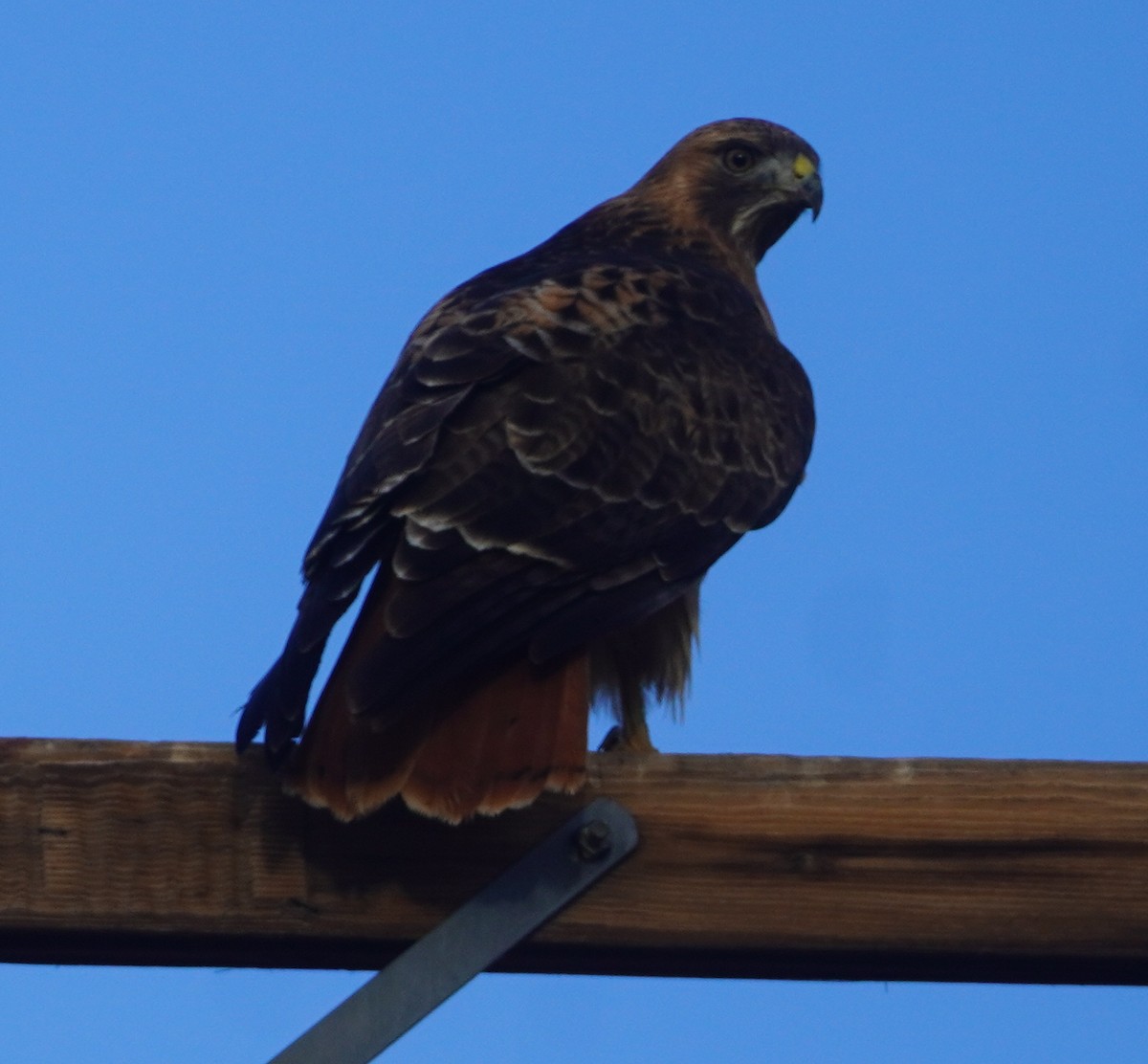 Red-tailed Hawk - ML646812576