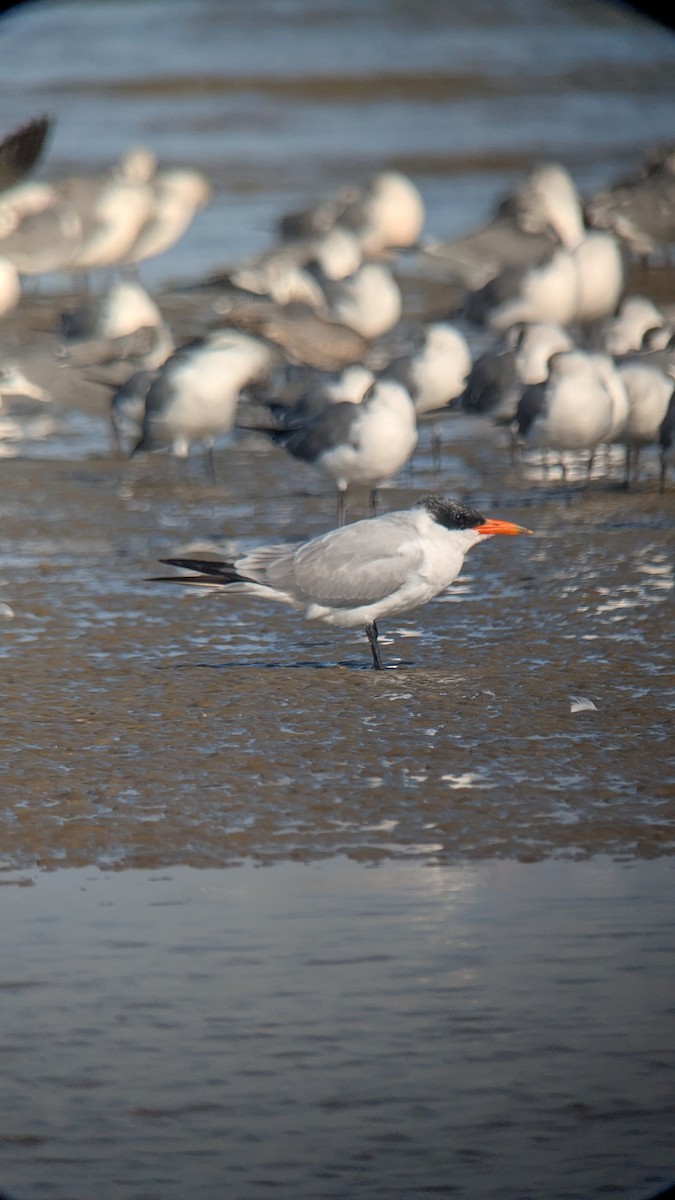 Raubseeschwalbe - ML646812577