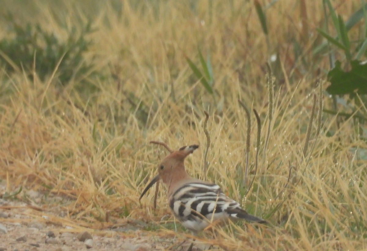 דוכיפת - ML646812578