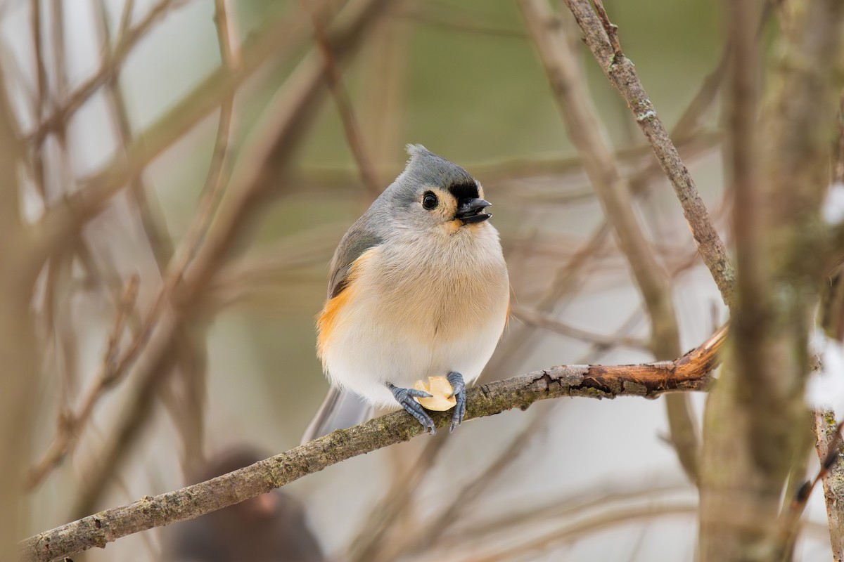 Tufted Titmouse - ML646812579