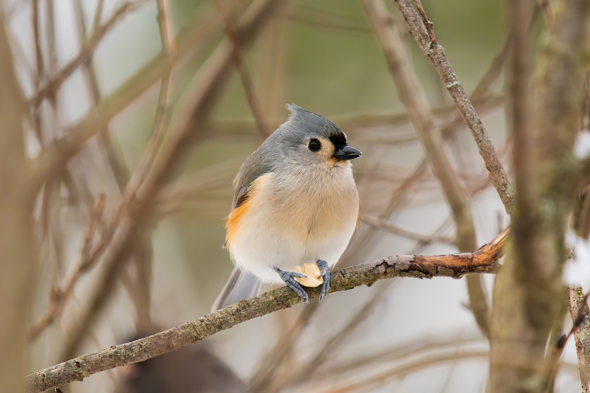 Tufted Titmouse - ML646812580