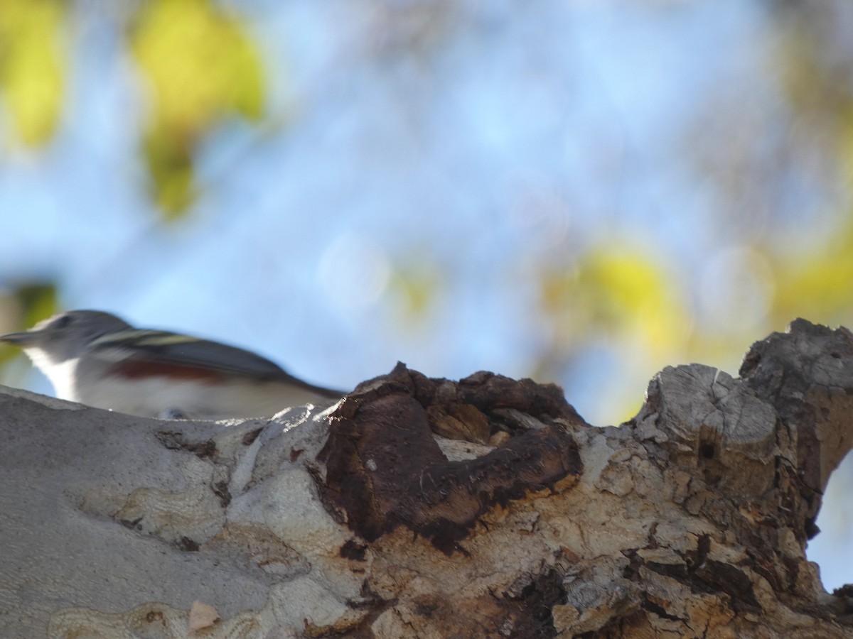 Chestnut-sided Warbler - ML646812582