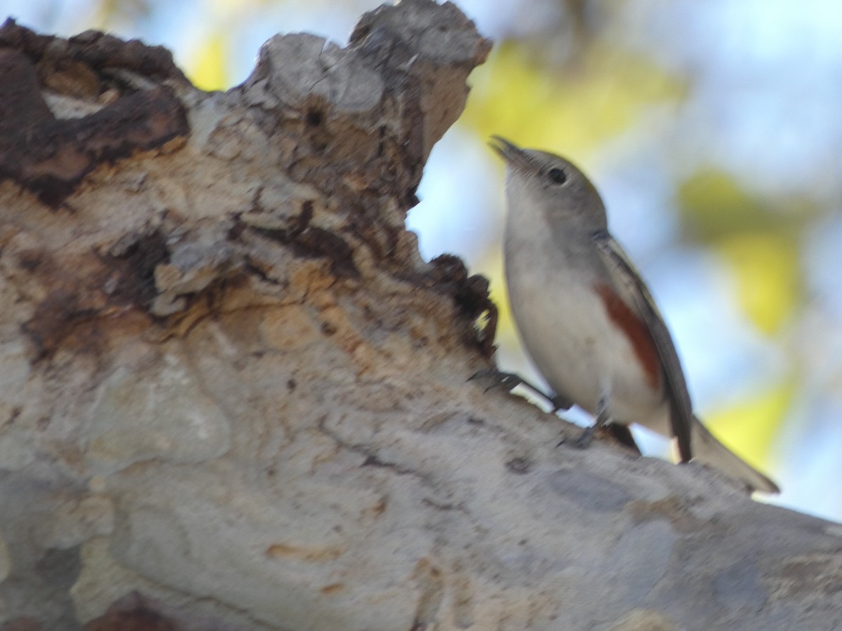 Chestnut-sided Warbler - ML646812583