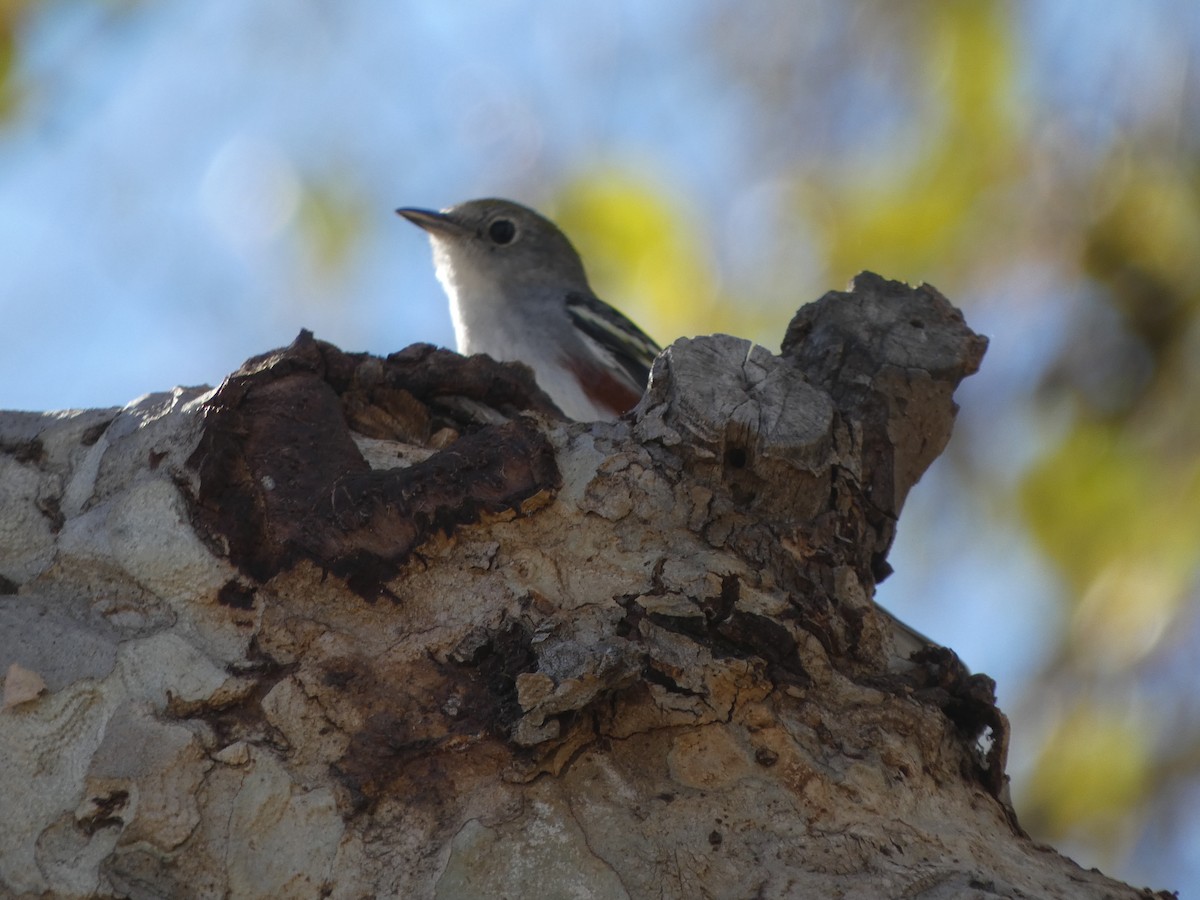 Chestnut-sided Warbler - ML646812585